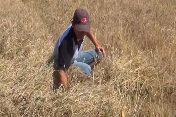 Musim Kemarau, Petani Gagal Panen di 220 Hektar Sawah - JPNN.COM