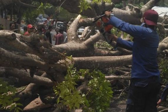 Evakuasi Pengendara Motor Tertimpa Pohon Tumbang Berlangsung Dramatis - JPNN.COM