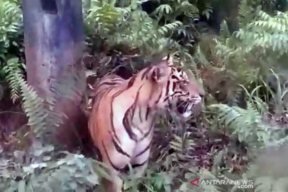 Hiii, Harimau Sumatera Berkeliaran - JPNN.COM