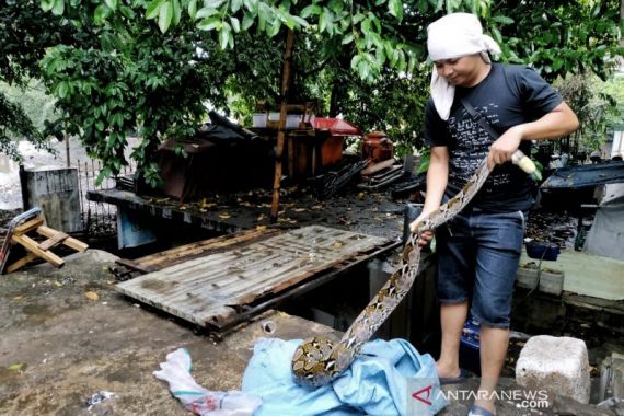 Detik-Detik Ular Piton Muncul di Tengah Warga - JPNN.COM