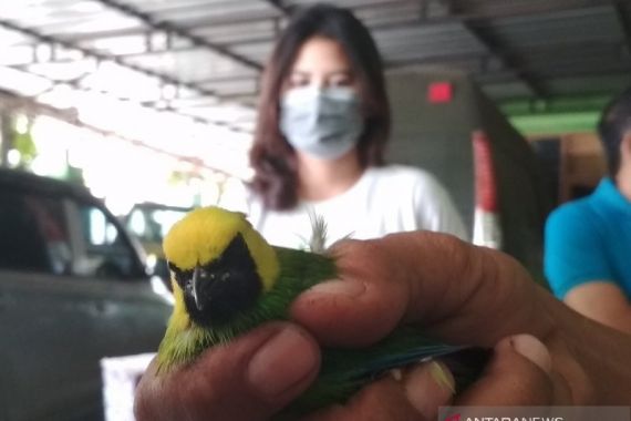BKSDA Amankan Ribuan Burung Tanpa Dilengkapi Dokumen - JPNN.COM