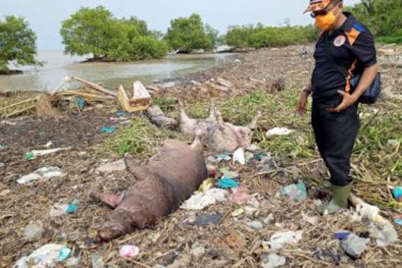 Bangkai Babi Berserakan di Pantai Tagaule Nias - JPNN.COM