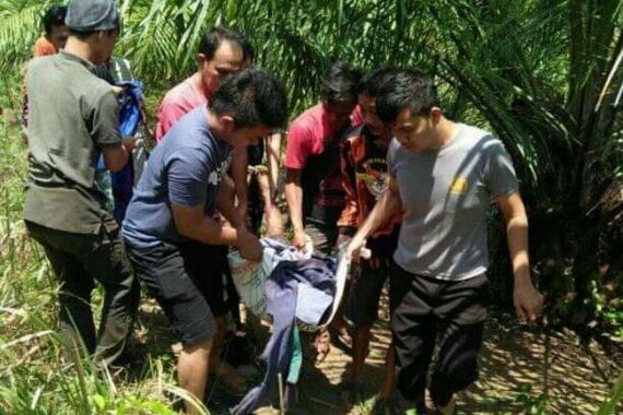 Ali Nurdin Tewas Diserang Babi Hutan di Kebun Sawit, Tragis! - JPNN.COM