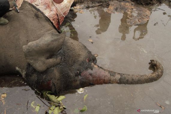 KLHK Turunkan 11 Petugas Selidiki Kasus Gajah Mati di Konsesi Arara Abadi - JPNN.COM