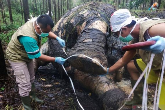 KLHK Akui Kesulitan Ungkap Kasus Pembunuhan Gajah Sumatera di Riau, Ini Alasannya - JPNN.COM