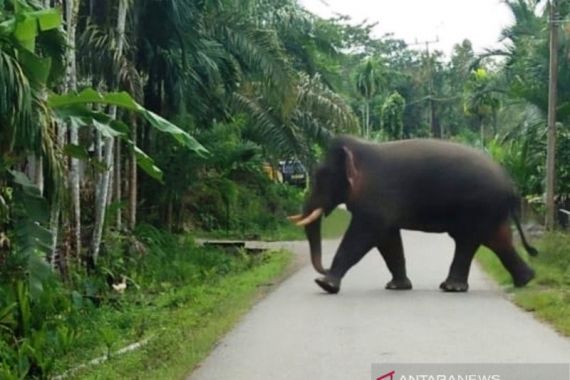 Coba Bayangkan! Tiba-Tiba Gajah Mengamuk di Dekat Anda, Merusak Pagar Masjid - JPNN.COM