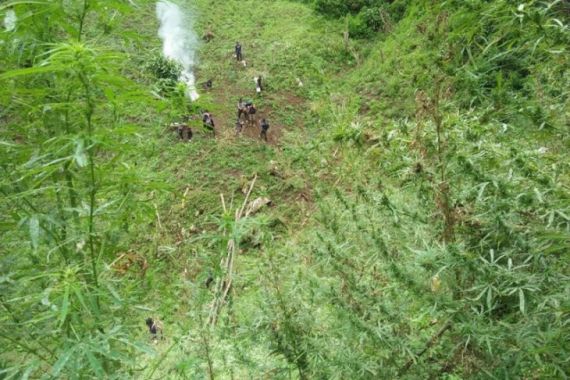 Menyusup ke Hutan, Polisi dan TNI Menemukan Sebuah Ladang, Luas Banget! - JPNN.COM