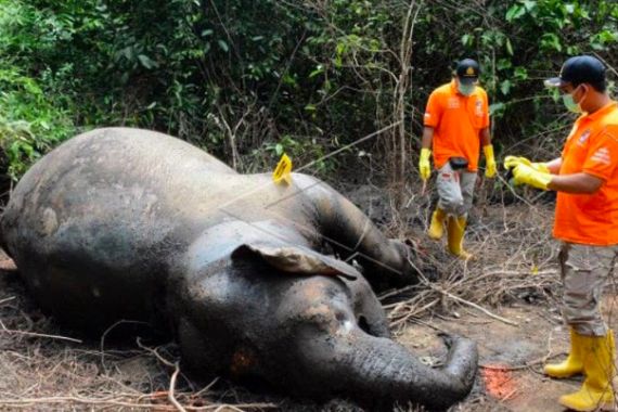 Gajah Mati di Aceh Timur, Diduga Keracunan - JPNN.COM