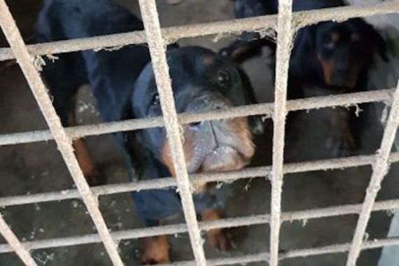 Berita Duka, Wahyudi Meninggal Dunia Diserang 4 Anjing Rottweiler, Tubuhnya Tercabik - JPNN.COM