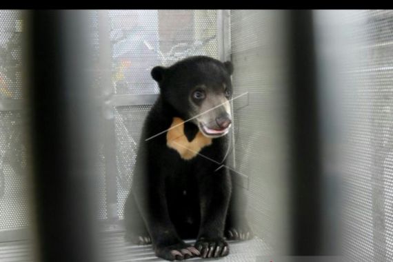 Beruang Madu Muncul Lagi di Kelok 44, Novrizal Pilih Menghindar karena Takut Diserang - JPNN.COM