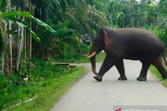 Gajah Liar Mengamuk di Desa Dusun Tua, 1 Warga Terluka - JPNN.COM