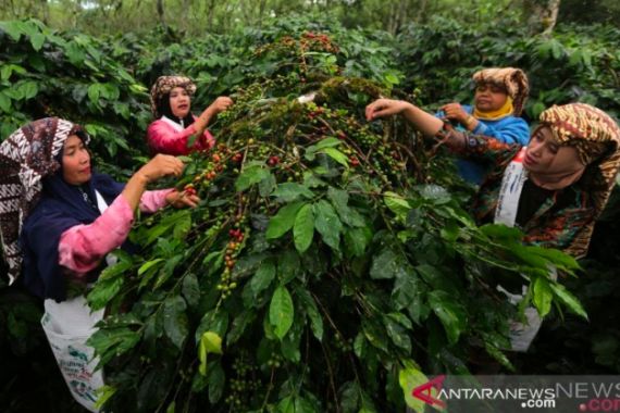 Pandemi oh Pandemi, Bikin Kopi Gayo Menumpuk di Gudang, Tak Ada yang Beli - JPNN.COM