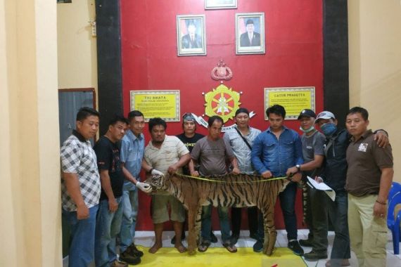 Pemburu Harimau Sumatera Ditangkap, Pelakunya Ternyata - JPNN.COM
