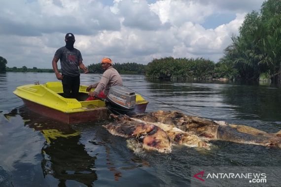 Kapolda Sumut Pastikan Bentuk Tim Khusus Tangani Kolera Babi - JPNN.COM