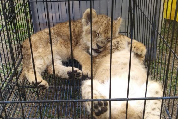 Bayi Singa Afrika, Leopard dan Kura-kura Indiana Star Gagal Diselundupkan - JPNN.COM