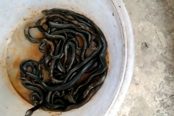 Belasan Ular Kobra Ditemukan di Kloset Warga Kembangan - JPNN.COM