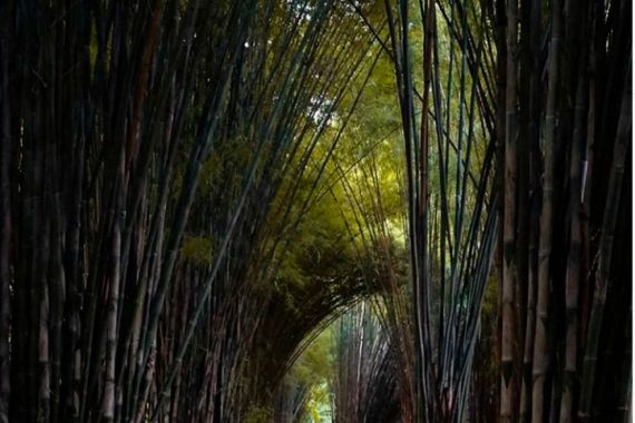 Hutan Bambu Keputih, Destinasi Andalan Milenial di Surabaya - JPNN.COM