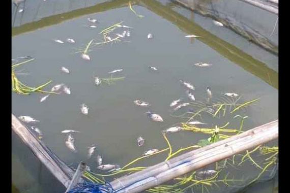 Ratusan Ikan di Situ Citongtut Bogor Mati - JPNN.COM