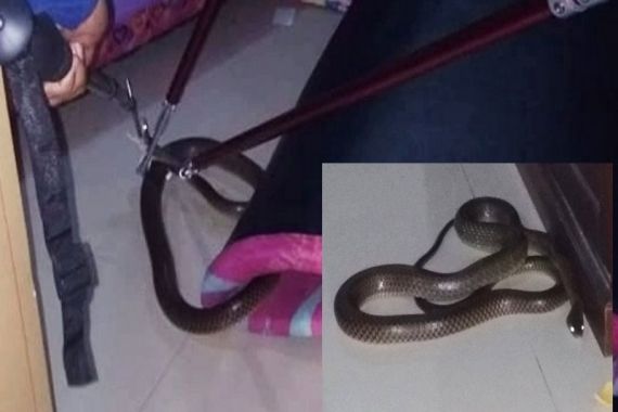 Ular Kobra Besar Masuk Kamar Tidur Kejutkan Keluarga Fitri - JPNN.COM