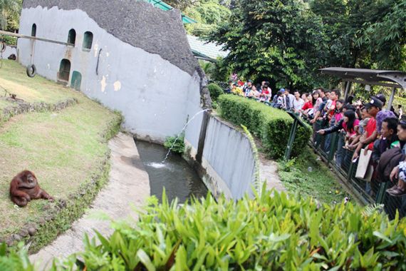 Kebun Binatang Ragunan Siap Sambut 100 Ribu Pengunjung di Tahun Baru - JPNN.COM