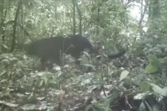 Penampakan Macan Kumbang di Hutan Petungkriyono Pekalongan - JPNN.COM