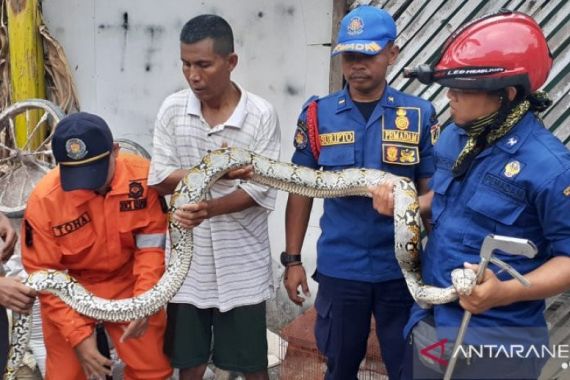 Ular Sanca Panjang 3 Meter Blusukan di Rumah Warga Jakarta Barat - JPNN.COM