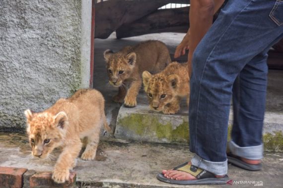 Dua Pelaku Penyelundupan Bayi Singa, Leopard dan Kura-kura Ditangkap Polisi - JPNN.COM