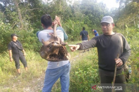 Dua Ekor Gajah Ditemukan Mati di Aceh Jaya - JPNN.COM