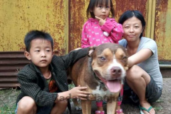 Anjing Pitbull Selamatkan Nyawa Majikannya dari Ular Kobra Berbisa - JPNN.COM