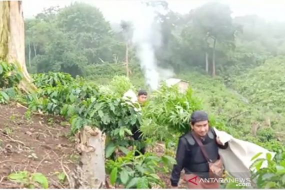 Polisi Temukan Ladang Ganja di Perbukitan Hutan Lindung - JPNN.COM