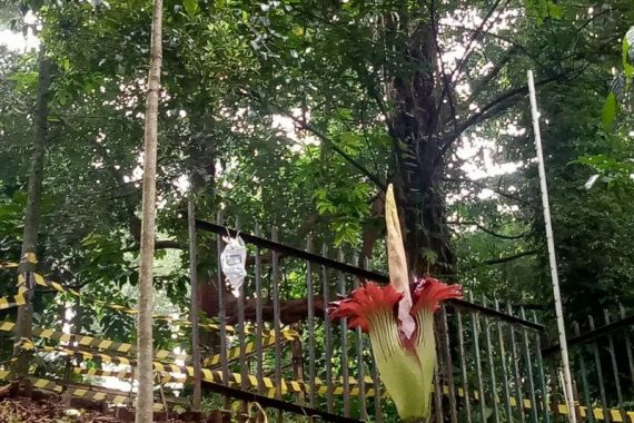 Indahnya, Bunga Bangkai Kembali Mekar di Kebun Raya Bogor - JPNN.COM