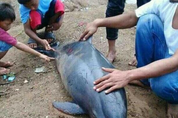Lumba-lumba Mati di Pantai Gorengan Pandeglang - JPNN.COM