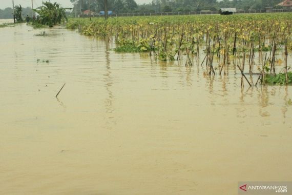 3.000 Hektare Sawah di Karawang Terendam Banjir - JPNN.COM