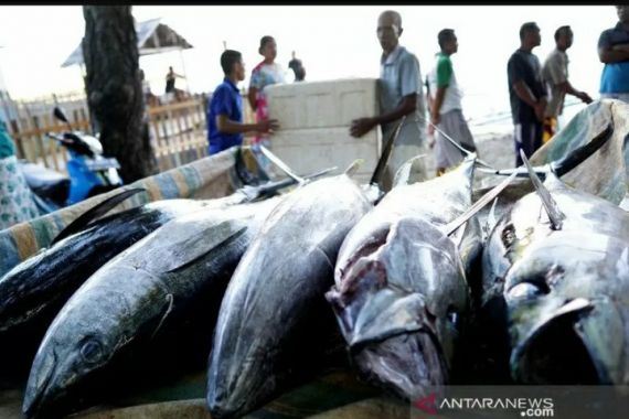 Ekspor Ikan Tuna dari Gorontalo Melonjak - JPNN.COM