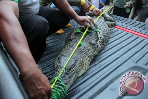 Buaya Muara Muncul di Gorong-gorong di Bekasi - JPNN.COM