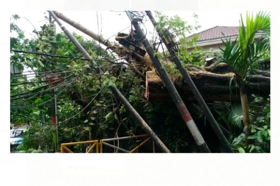 Pohon Tumbang Timpa Tiang Listrik di Kompleks Rumah Mewah Menteng Jakarta - JPNN.COM