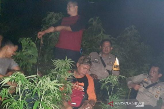 Polisi Temukan Ladang Ganja di Kaki Gunung Guntur - JPNN.COM