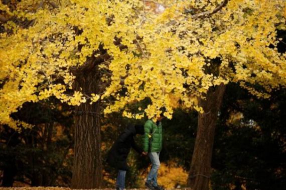 Peneliti Ungkap Rahasia Pohon Ginkgo Bisa Hidup Ribuan Tahun - JPNN.COM