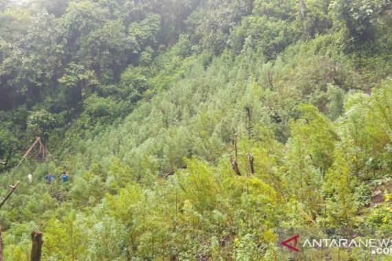 Polres Jakarta Barat Temukan 5 Hektare Ladang Ganja di Mandailing Natal - JPNN.COM