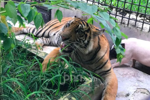 Kisah Harimau Sumatera yang Lelah dengan Konflik dan Babi Hidup yang Terabaikan - JPNN.COM
