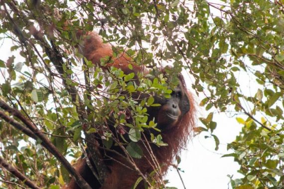 Orang Utan Berhasil Diselamatkan dari Ganasnya Penambangan Ilegal-Pembalakan Hutan - JPNN.COM