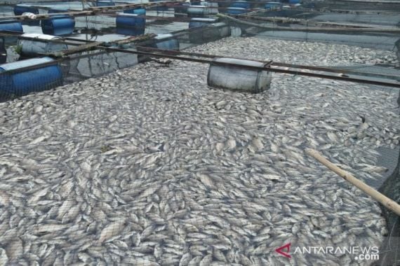 Puluhan Ton Ikan Nila Mati Mendadak - JPNN.COM