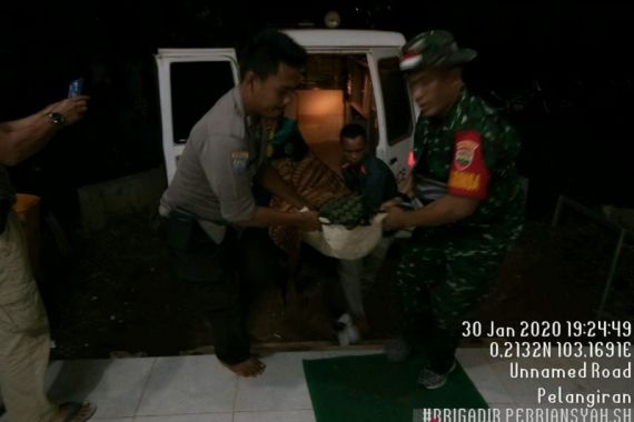 Harimau Sumatera Teror Warga Inhil - JPNN.COM