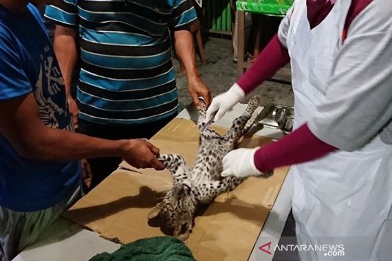 Bayi Leopard Ditemukan Mati - JPNN.COM