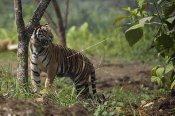 Harimau Sumatera Teror Pekerja Proyek Tol Pekanbaru-Dumai - JPNN.COM
