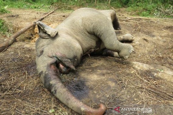 Lagi, Gajah Sumatera Ditemukan Mati - JPNN.COM