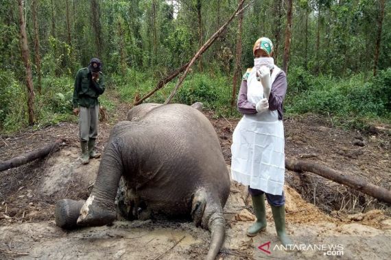 BBKSDA Riau Berhasil Ungkap Penyebab Kematian Gajah di Bengkalis - JPNN.COM