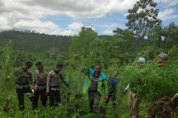 Ladang Ganja Seluas 4 Hektare di Aceh Utara Dimusnahkan, nih Fotonya - JPNN.COM