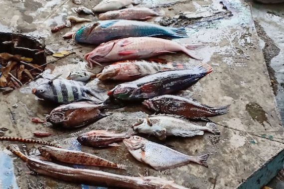 Penjelasan KKP soal Fenomena Ikan Mati Mendadak di Malut - JPNN.COM