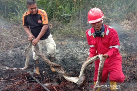 Ular Piton dan Selusin Telurnya Terpanggang dalam Kebakaran Hutan di Riau - JPNN.COM